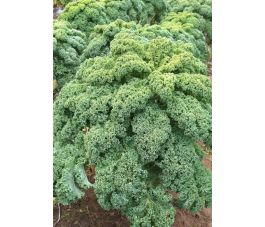 Chou vert - Westlandse Winter - BIO