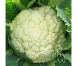 Chou-fleur - Goodman - BIODYNAMIQUE