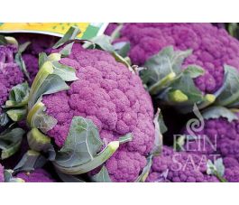 Chou-fleur- Di Sicilia violetto - BIODYNAMIQUE