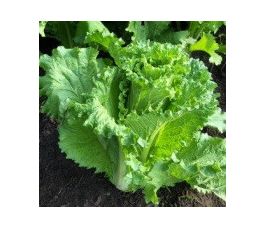 Chou chinois - Michihili - BIO