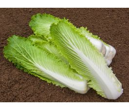 Chou chinois - Granat - BIODYNAMIQUE