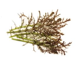 Salade Asia - Rouge de Métis - BIO