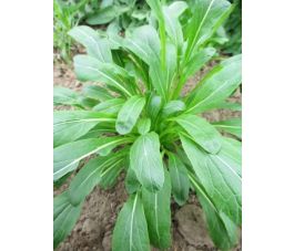 Salade Asia - Mibuna - BIO