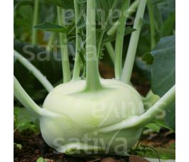 Chou-rave - Lanro - BIO