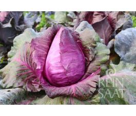 Chou rouge - Kalibos - BIODYNAMIQUE