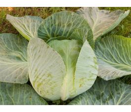 Chou blanc - Marwei - BIODYNAMIQUE