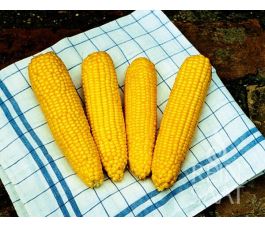 Maïs sucré - True Sweet Gold - BIO
