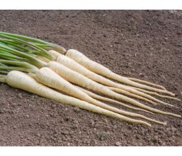 Panais - White Gem - BIODYNAMIQUE - 50% de remise - germination réduite