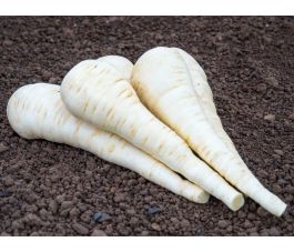 Panais - Schleswiger Schnee - BIO