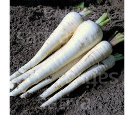 Panais - Schleswiger Schnee - BIO - 50% remise - germination réduite