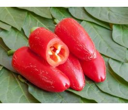 Piment - Jalapeno Ruben - BIO