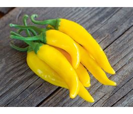 Piment - Gelbes Rüsselchen - BIODYNAMIQUE