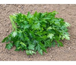 Persil - Gigante d'Italia - BIODYNAMIQUE