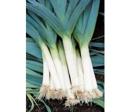 Poireau - Blaugrüner Winter/Atlanta - BIO - 50% de remise - germination réduite