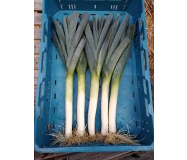 Poireau - Blauwgroene winter - Het Eikelenhof - BIO - Remise de 50 % pour cause de germination réduite