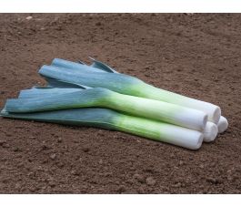 Poireau d'automne - Sevino - BIODYNAMIQUE
