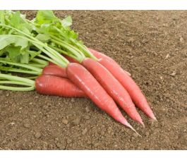 Radis rave - Ostergruss rosa 2 - BIODYNAMIQUE - 50% remise - germination réduite