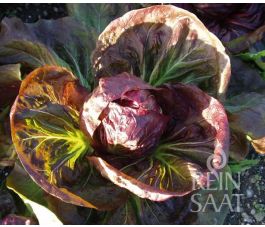 Radicchio - Palla Rossa 3 - BIO