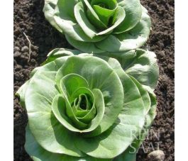 Chicorée - Grumolo verde - BIO - 50% de remise - germination réduite