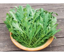 Roquette sauvage - Wilde Rauke - Diplotaxis tenuifolia - BIODYNAMIQUE