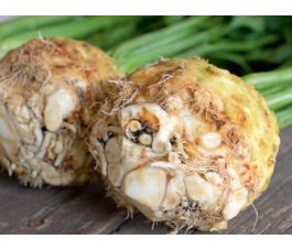 Céleri-rave - Porthos - BIODYNAMIQUE - 50% de remise - germination réduite