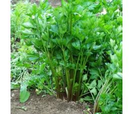 Céleri - Giant Red - BIO