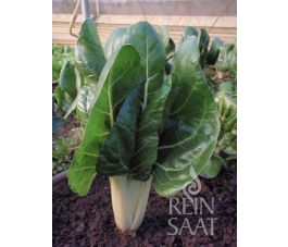 Bette - Jessica - BIO - 50% de remise - germination réduite