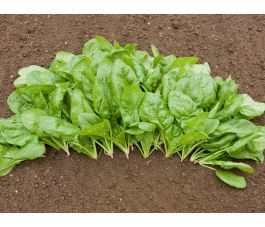 Épinard - Butterflay - BIO