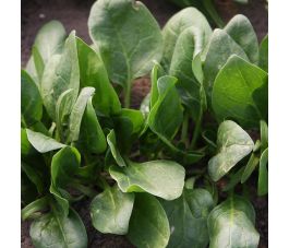 Épinards - Winterreuzen (Géants d'hiver) - BIO