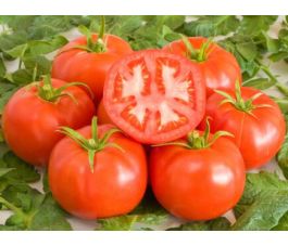 Tomate - St.Pierre - BIODYNAMIQUE