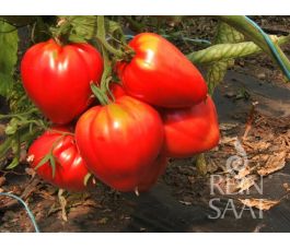 Tomate - Coeur de Boeuf - BIODYNAMIQUE