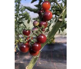 Tomate cerise - Blueberry - BIO