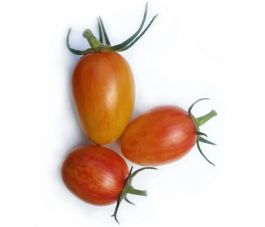 Tomate - Blush - BIO