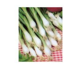 Oignon - Blanc de Lisbonne - BIO