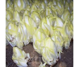 Endive - Di Bruxelles - BIODYNAMIQUE
