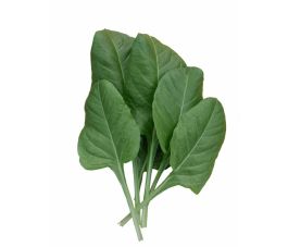 Bette - Gewone Groene - BIO