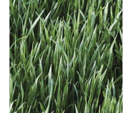 Seigle d'hiver - engrais vert - 75 g - BIO