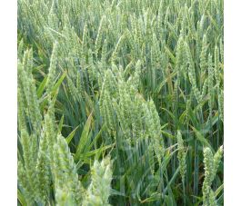 Blé d' Automne 75g - BIO