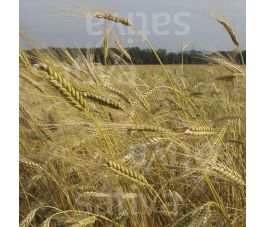 Orge de Printemps 250g - BIO