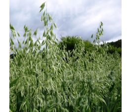 Avoine de Printemps 50g - BIO