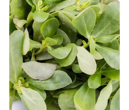 Pourpier d'été - BIO