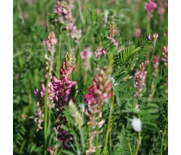 Sainfoin 25g - BIO