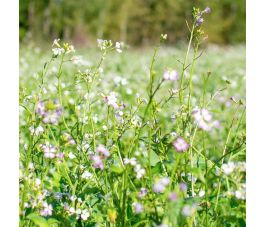 Radis oléifère - Engrais vert - BIO