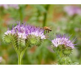 Phacélie - Phacelia tanacetifolia - BIO/BIODYNAMIQUE