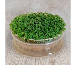 Basilic - graines à germer - 25 gram - BIO