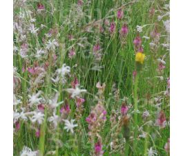 Mélange fleurs sauvauges pour papillons - BIO