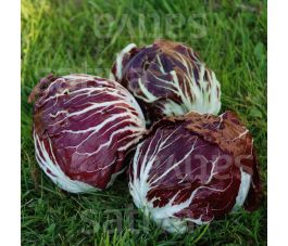 Radicchio - Palla rossa - Vinci (1102) TT - BIODYNAMIQUE - 50% de remise pour cause de germination réduite