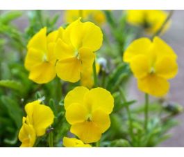 Viola cornuta - Pensée à corne - BIODYNAMIQUE