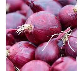 Oignon- Red Baron - BIO