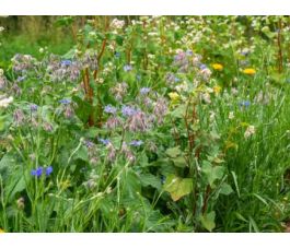 Paradis pour les insectes bénéfiques - 6 g - pour 4 m² - BIO